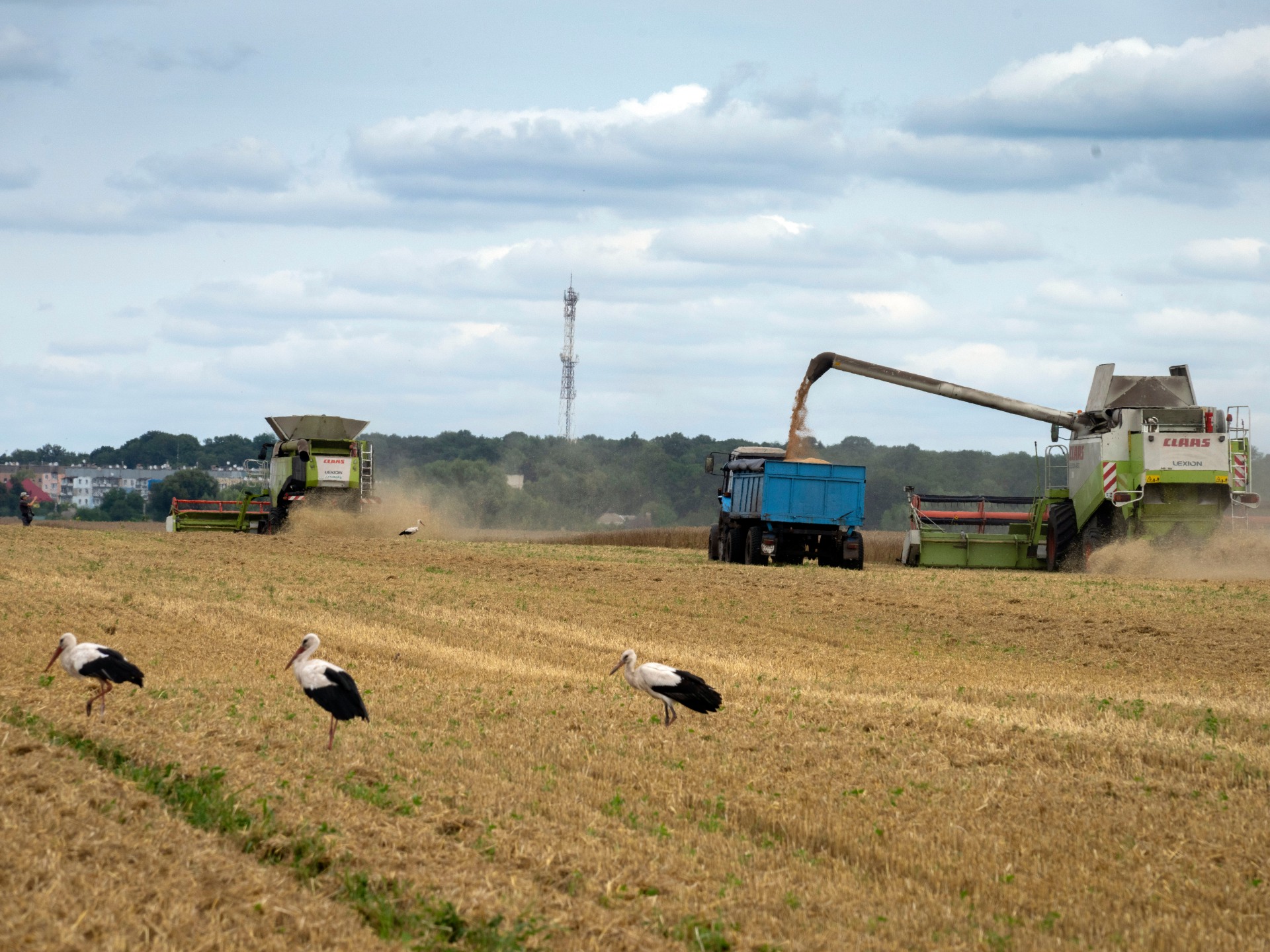 Ukraine’s Zelenskky states Russia blackmails world with food gain access to