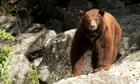 Malibu beach-going bear hit and eliminated by automobile on California highway