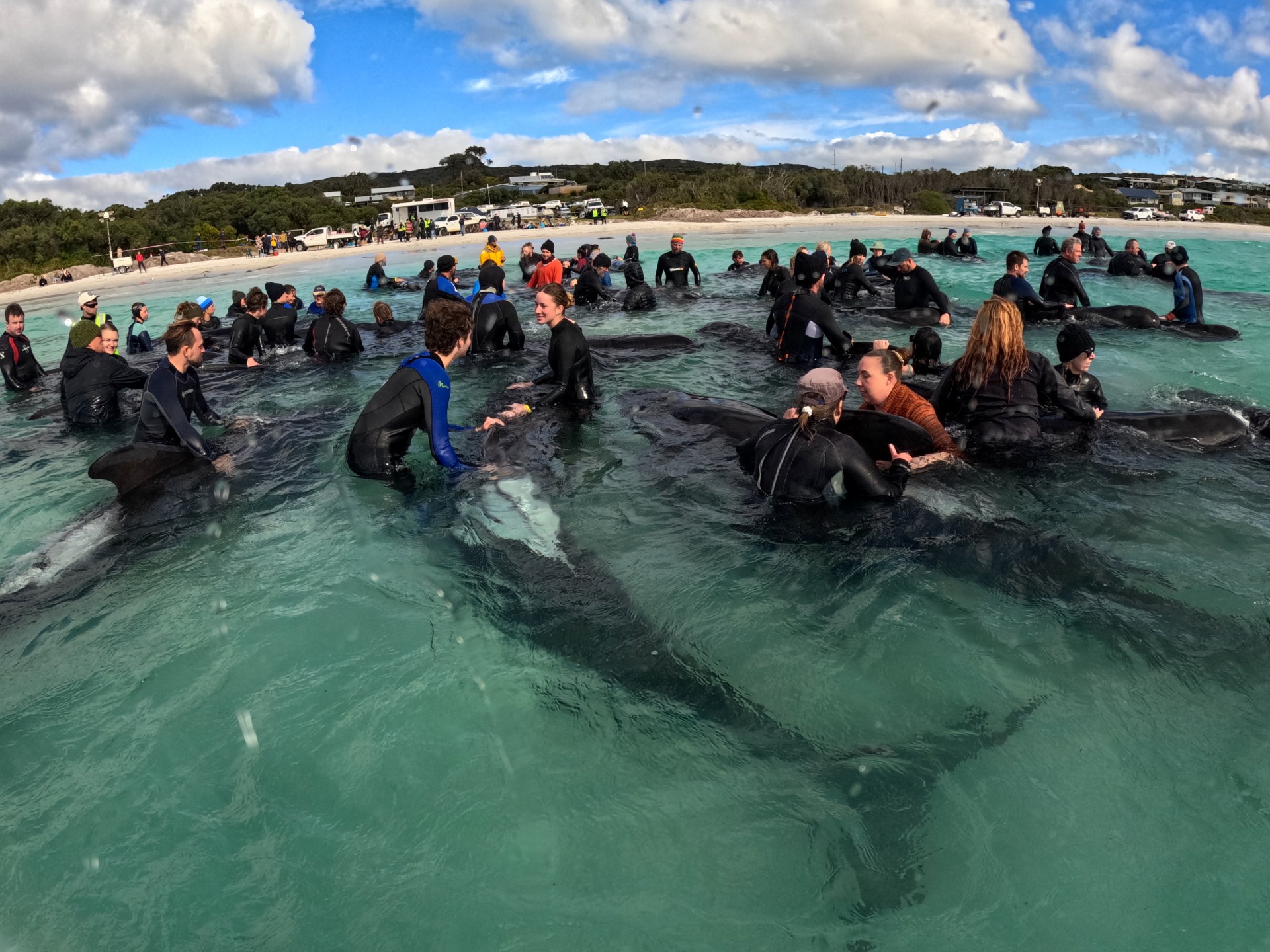 Rescuers ‘positive’ for survival of stranded whales in Australia