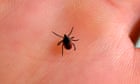 Almost half a million in United States might have been impacted by tick-bite meat allergic reaction