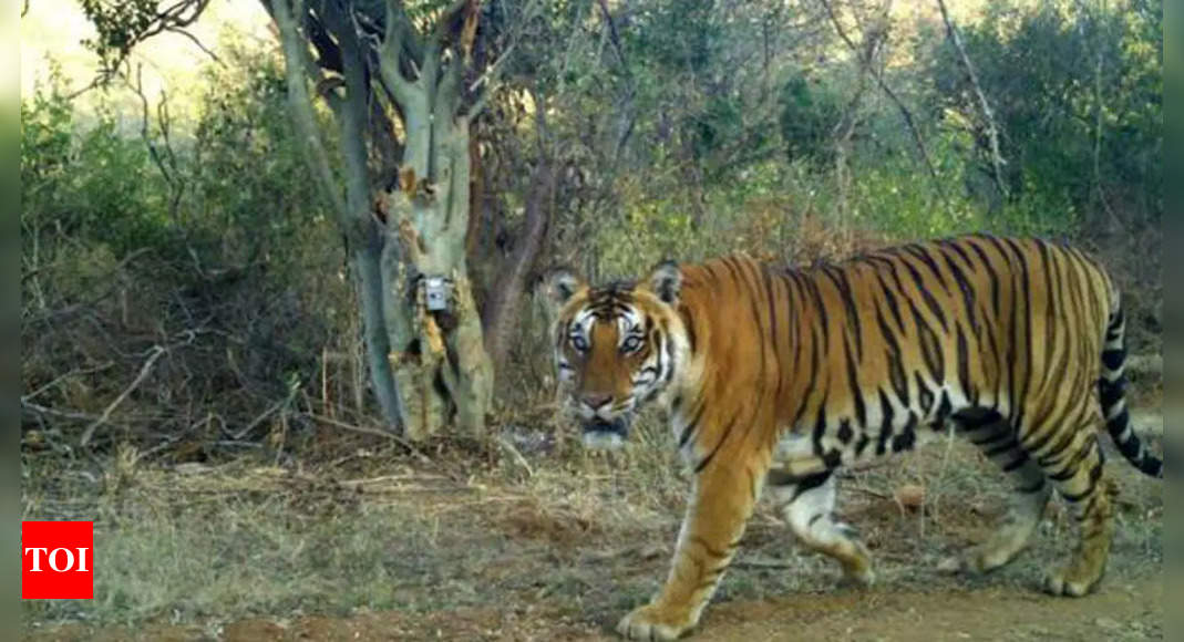 Karnataka witnesses small boost in tiger population