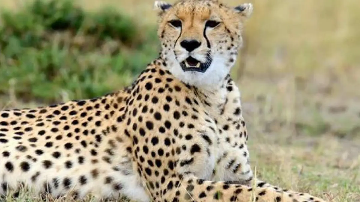 Is reintroduction of Asiatic Cheetah not possible in India?