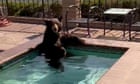 California: bear take in jacuzzi to beat the heat