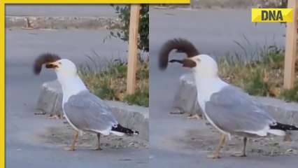 Seagull gulps down entire squirrel in one go, jaw-dropping video goes viral