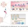 Association discovered in between gut immune cells and eye damage from glaucoma