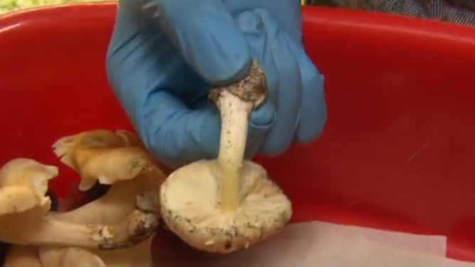 Households of 3 dead from presumed mushroom poisoning in Gippsland break their silence