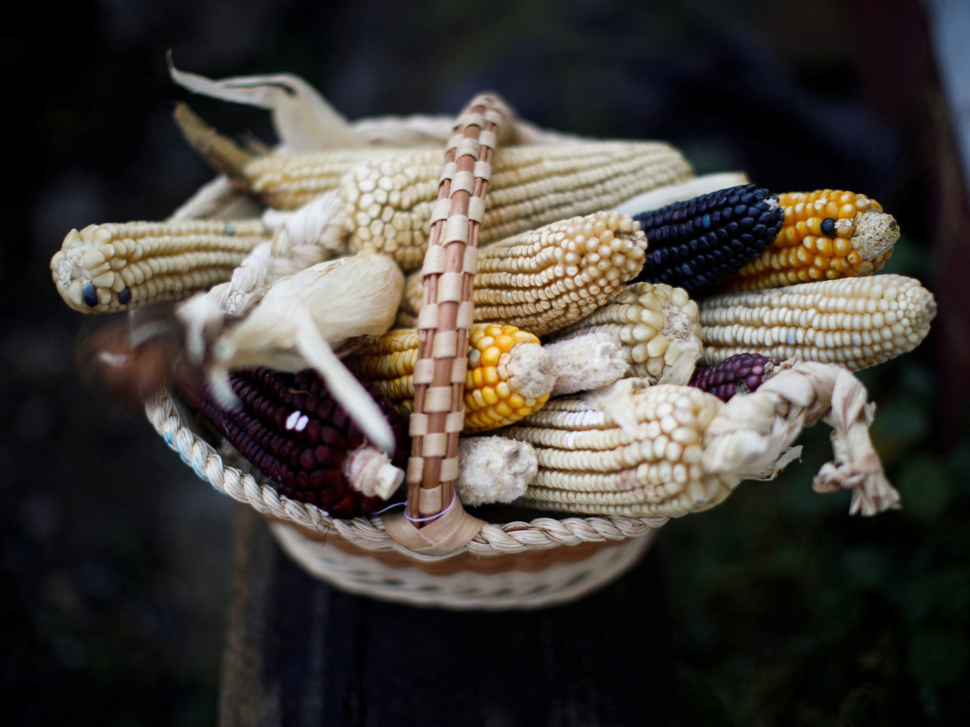 United States intensifies trade disagreement with Mexico over genetically customized corn