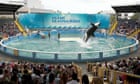 Tokitae, the star of Miami Seaquarium, passes away after half a century in captivity