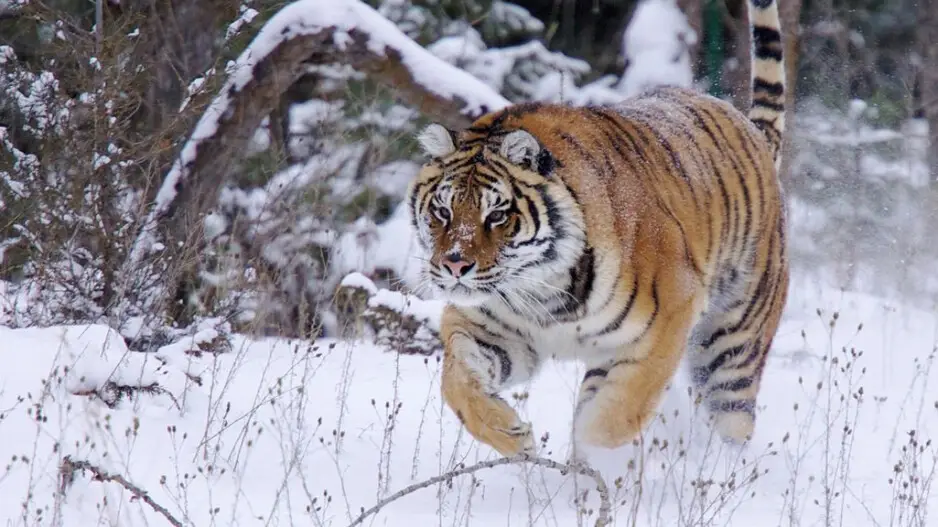 Tiger’s revenge! Huge Cat retaliated on poacher for taking its kill