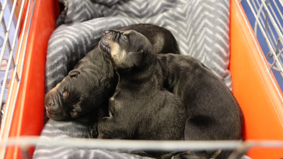 9 young puppies discarded by side of the roadway in Bassendean