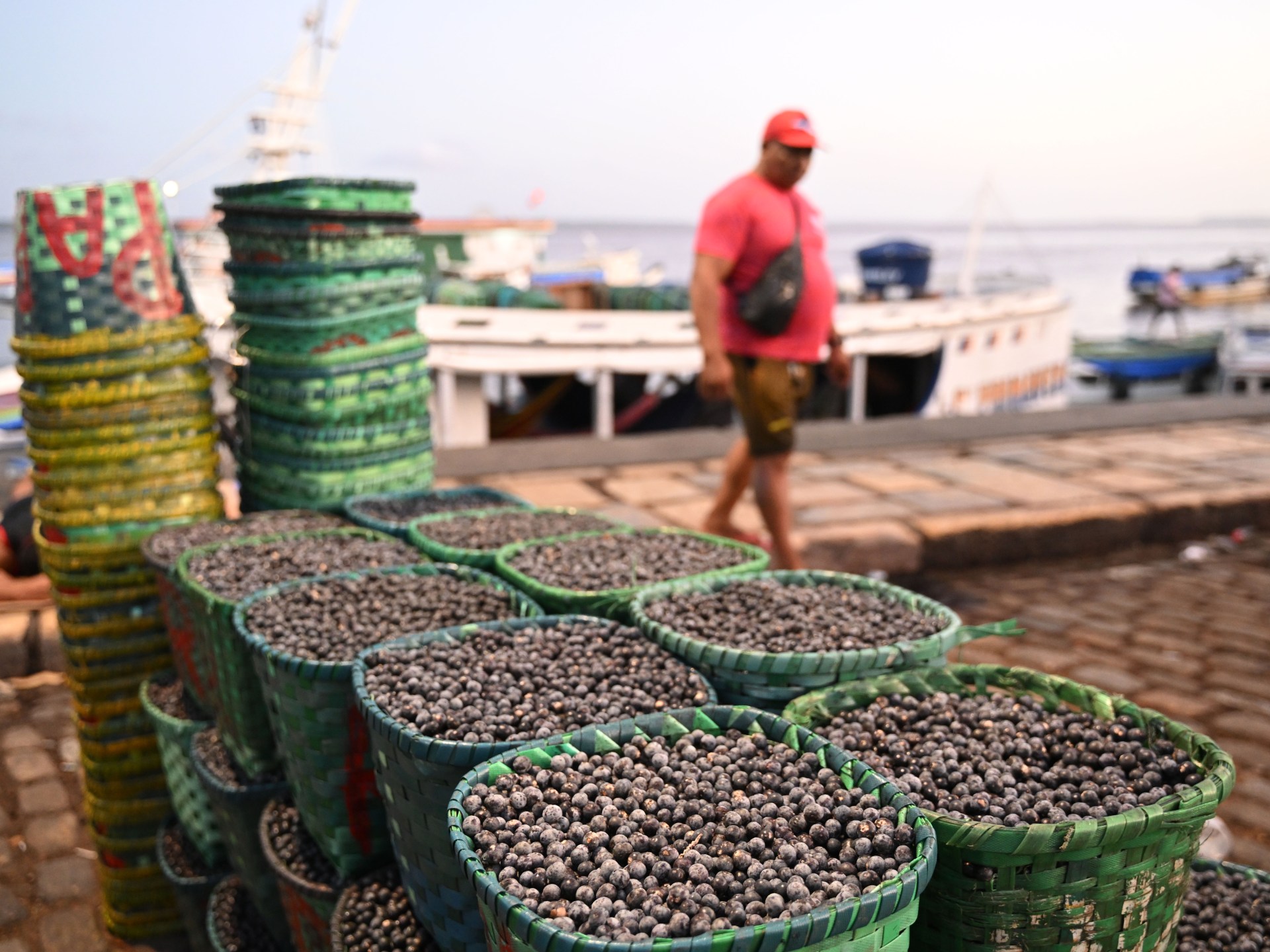 Acai berry trend increases earnings in the Brazilian Amazon, however at an expense