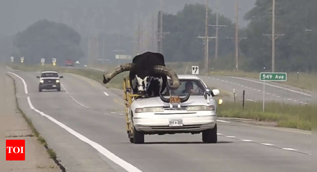 ‘Howdy Doody’: Police stop Nebraska male for driving with big bull in guest seat