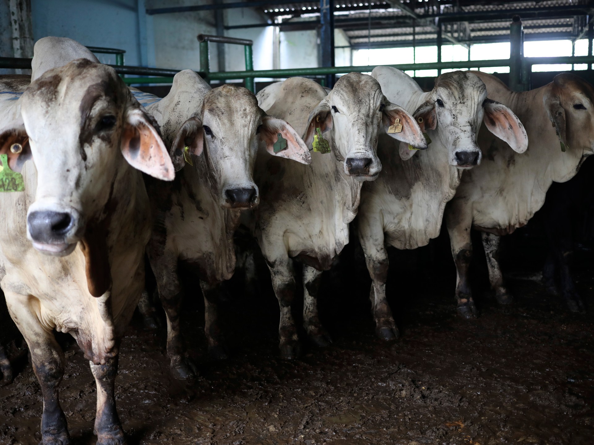 Malaysia raises restriction on Australian livestock imports after illness worries relieved