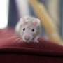 How bright-light treatment enhances sleep in stressed out mice