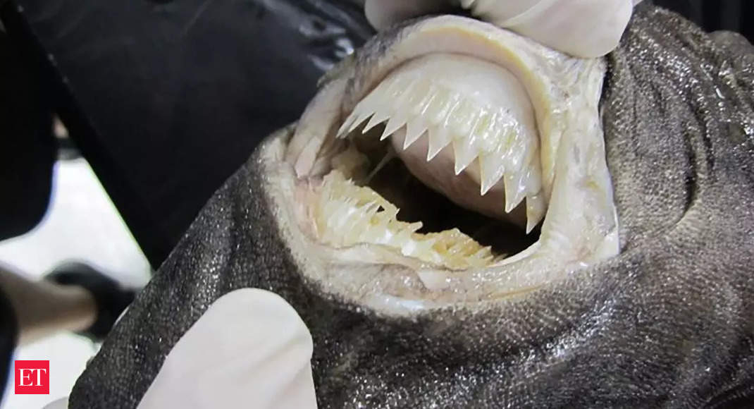 Who are cookiecutter sharks, who assaulted and sank catamaran off Australia?