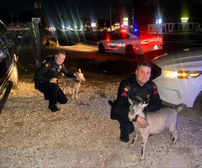 Look: Texas deputies assemble a set of pint-sized loose goats