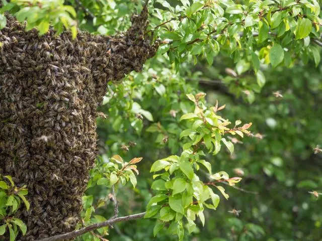 Swarm of bees eliminate guy in Kentucky. Here’s how to prevent being stung by bees and more