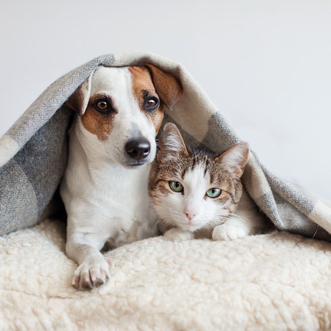 Ya puedes solicitar veterinario gratis si estás en situación susceptible, así es como se hace