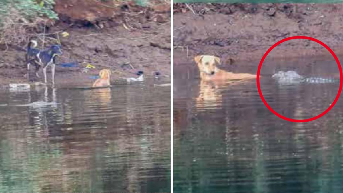 Crocodile ’em pathy’? Crocs revealed appearing to conserve the life of a roaming pet dog in Indian river