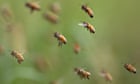 Kentucky guy passes away after swarm of bees attacks him on his deck