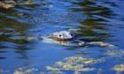 Florida authorities discover 13ft alligator in canal with human remains in mouth