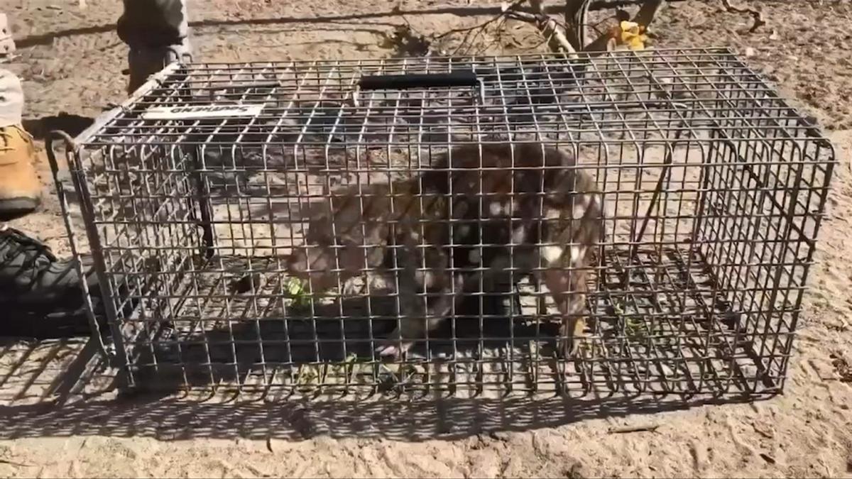 Spotted-tailed quoll believed extinct in South Australia caught in SA’s southeast