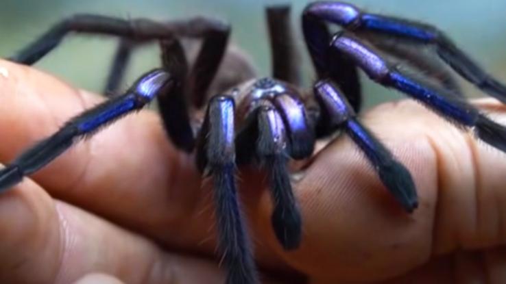 ‘Mesmerising’ electrical blue tarantula types found in Thailand