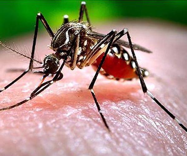 Bangladesh overloaded by record dengue deaths