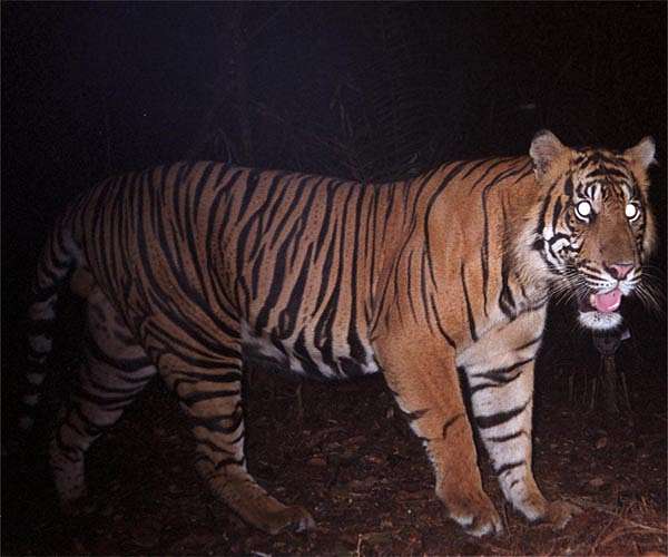 AI of the tiger: Tiny electronic camera ‘safeguards’ predator –