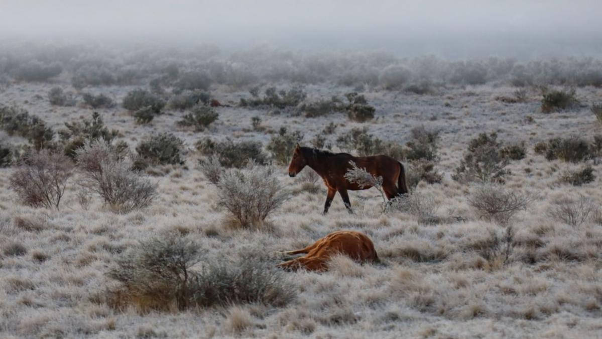 ‘Absolutely stinks’: Rotting brumby remains litter popular NSW vacation area highlighting grim truth of NSW law