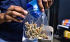 California almost legalizes psychedelics– however guv strikes brakes