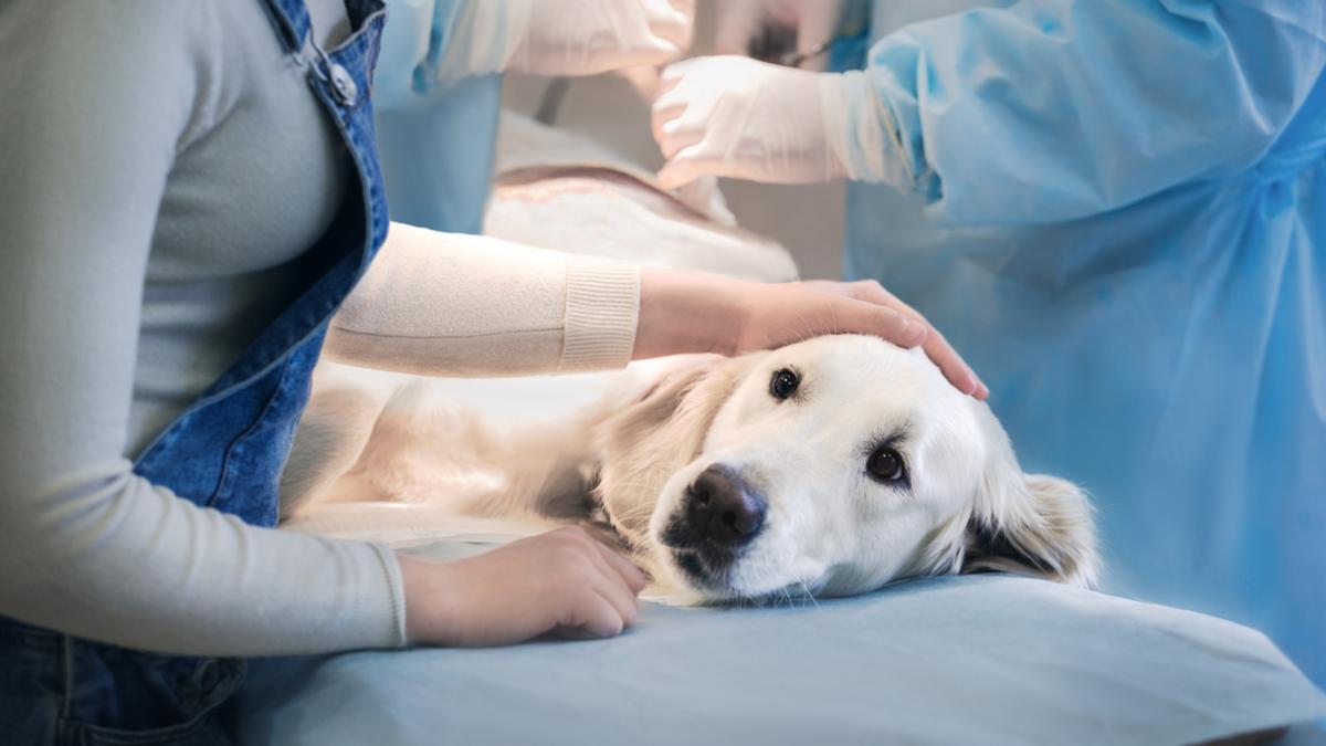 Tick paralysis signs: Urgent caution for animal owners ahead of tick season