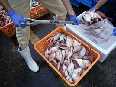 IAEA group collects marine samples near Fukushima as cured radioactive water is launched into sea