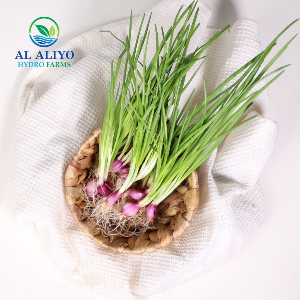 Al Aliyo Hydrofarms Redefines Freshness with Hydroponically Grown Garlic Greens and Spring Onions in the UAE