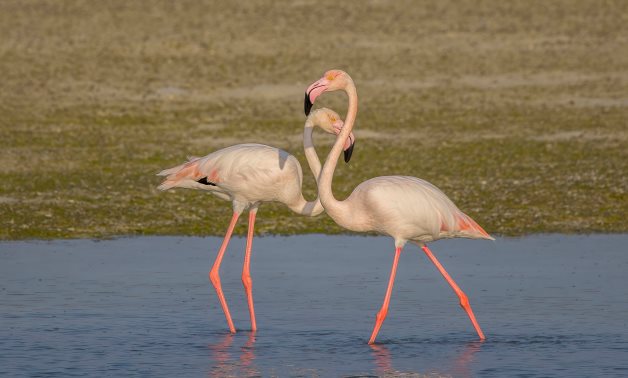 The Port Said International Bird Watching and Photography Festival is Returning for a Second Edition