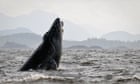 Rescuers totally free humpback whale ‘hog-tied’ to 300lb crab pot in Alaska