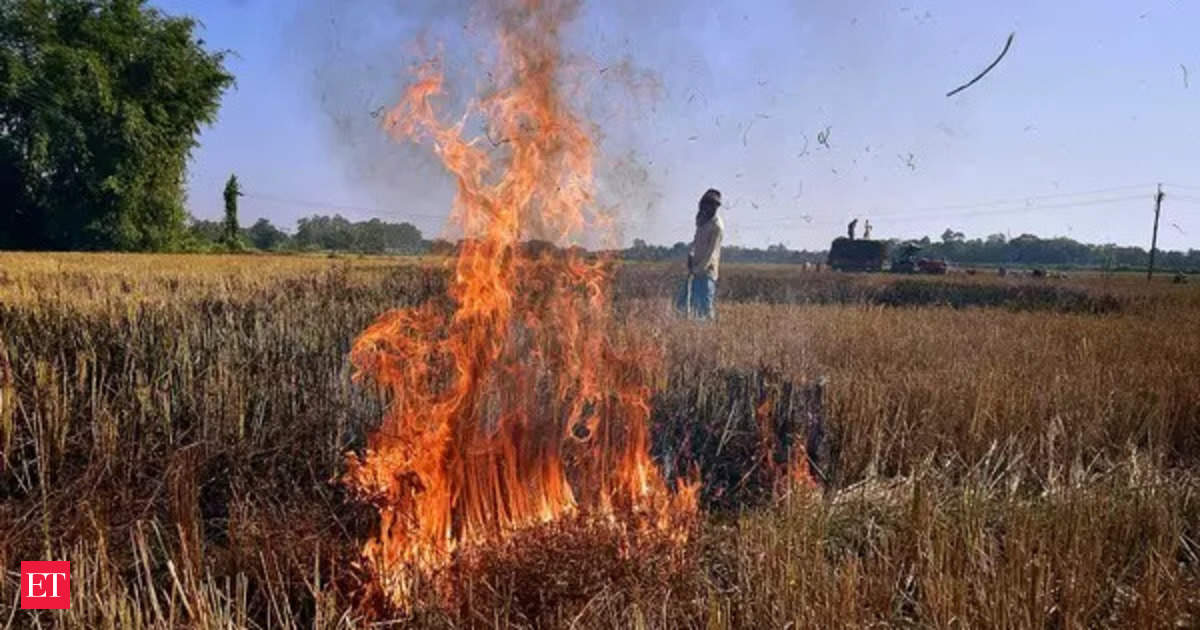 Instantly stop stubble burning, SC orders states