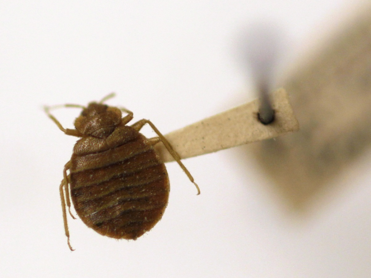 Govt holds satisfying to talk about bed bug avoidance