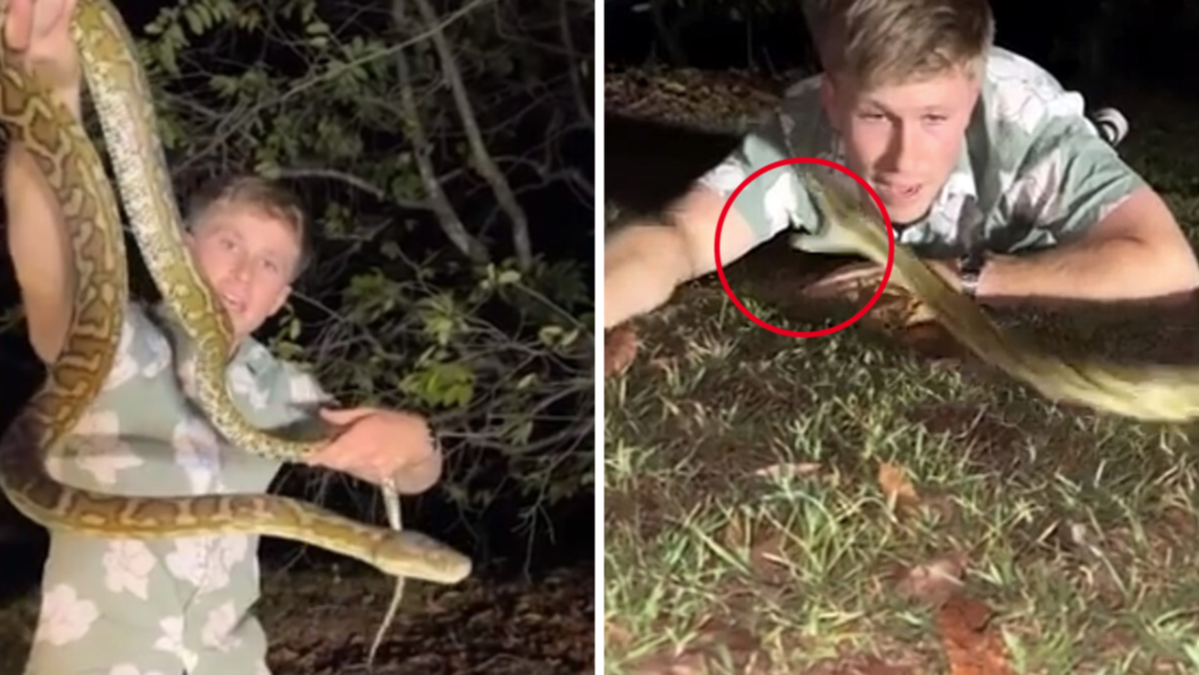 Robert Irwin nearly bitten on face by carpet python throughout wild encounter