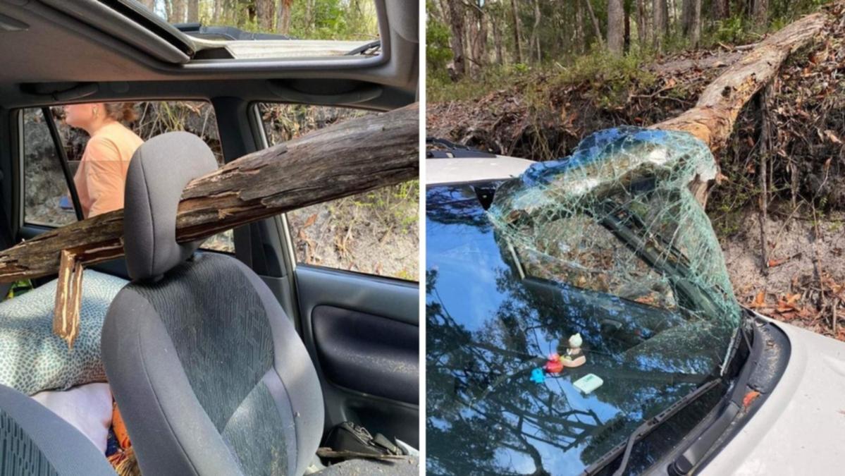 Tree branch impales automobile windshield on K’gari, with Schoolies group unimpaired