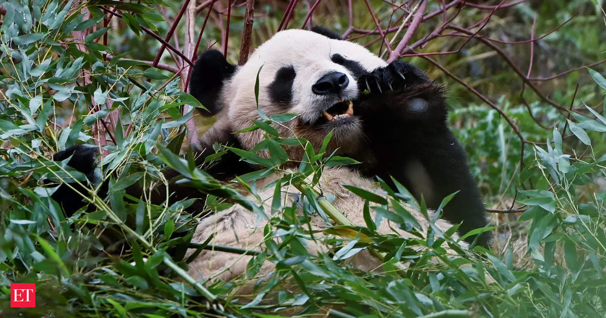 Edinburgh Zoo pandas: When are the pandas leaving?