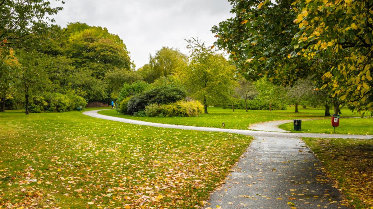 Kid passes away after consuming toxic yew berries on day-to-day walk in park with papa in Manchester, England