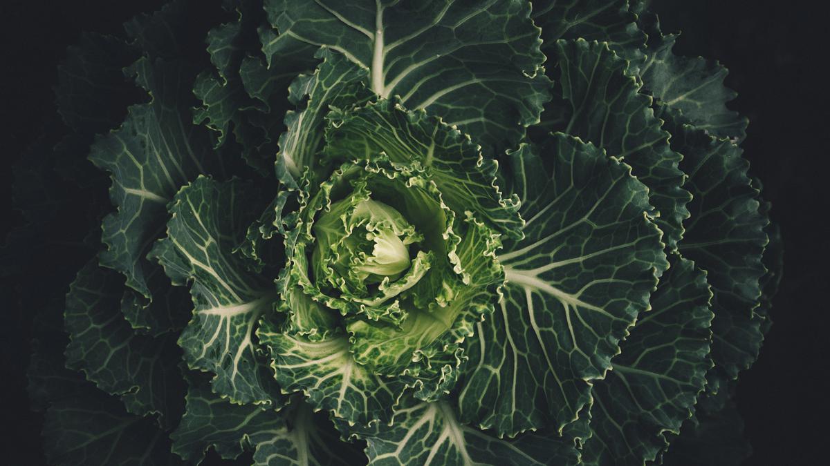 The uncommon cabbage anomaly that might enhance crop yield|Discussed