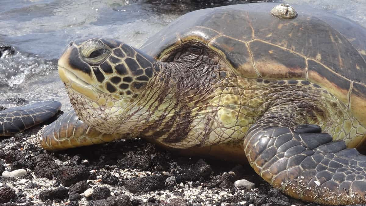 India: DRDO stops briefly rocket screening off Odisha coast to conserve lives of Olive Ridley sea turtles