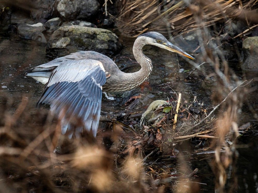 Harmful roadway salt remains in streams all year: Ottawa Riverkeeper