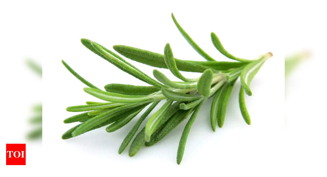 10 methods of utilizing Rosemary for hair