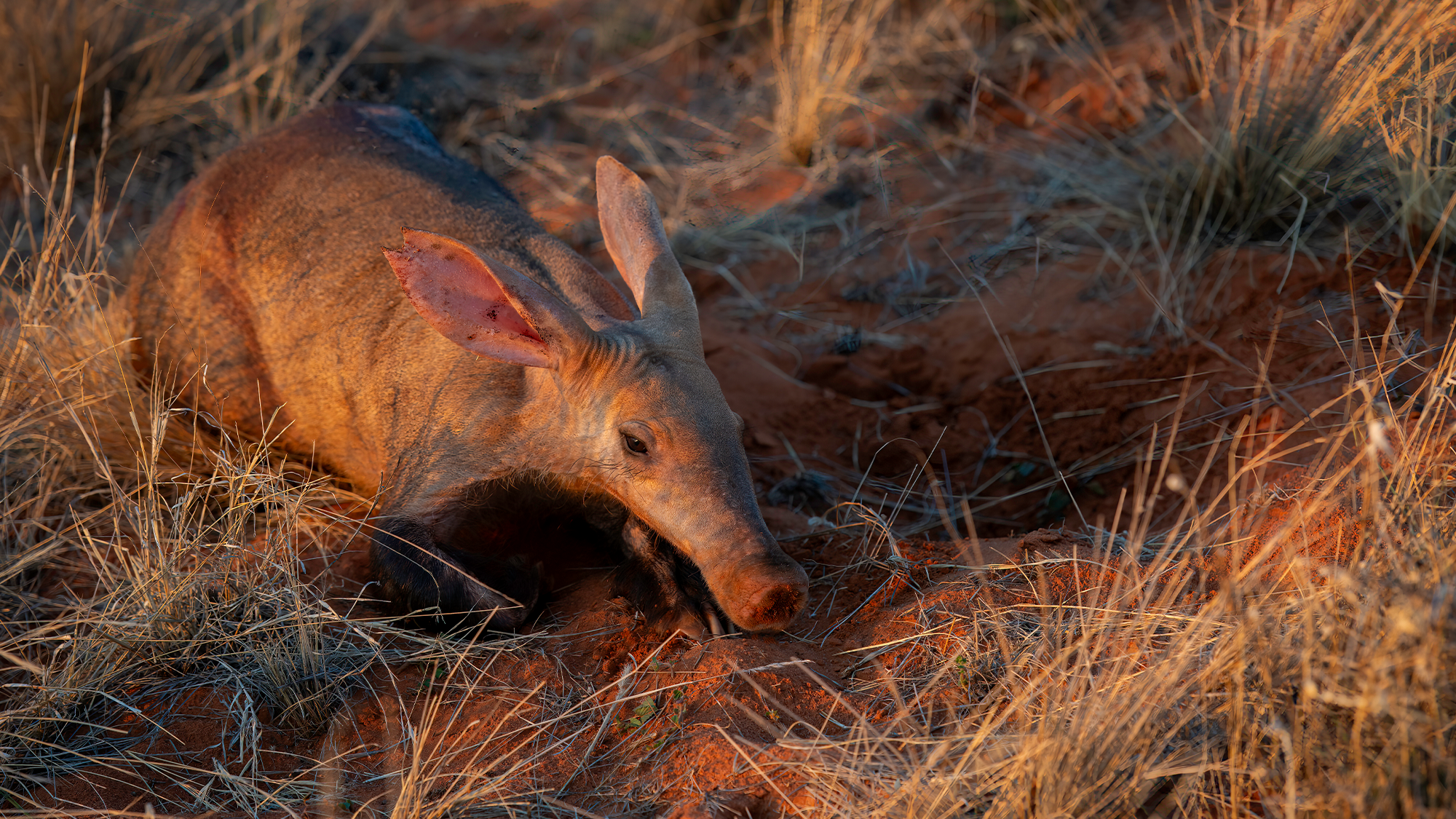 Why researchers are studying aardvarks’ poop