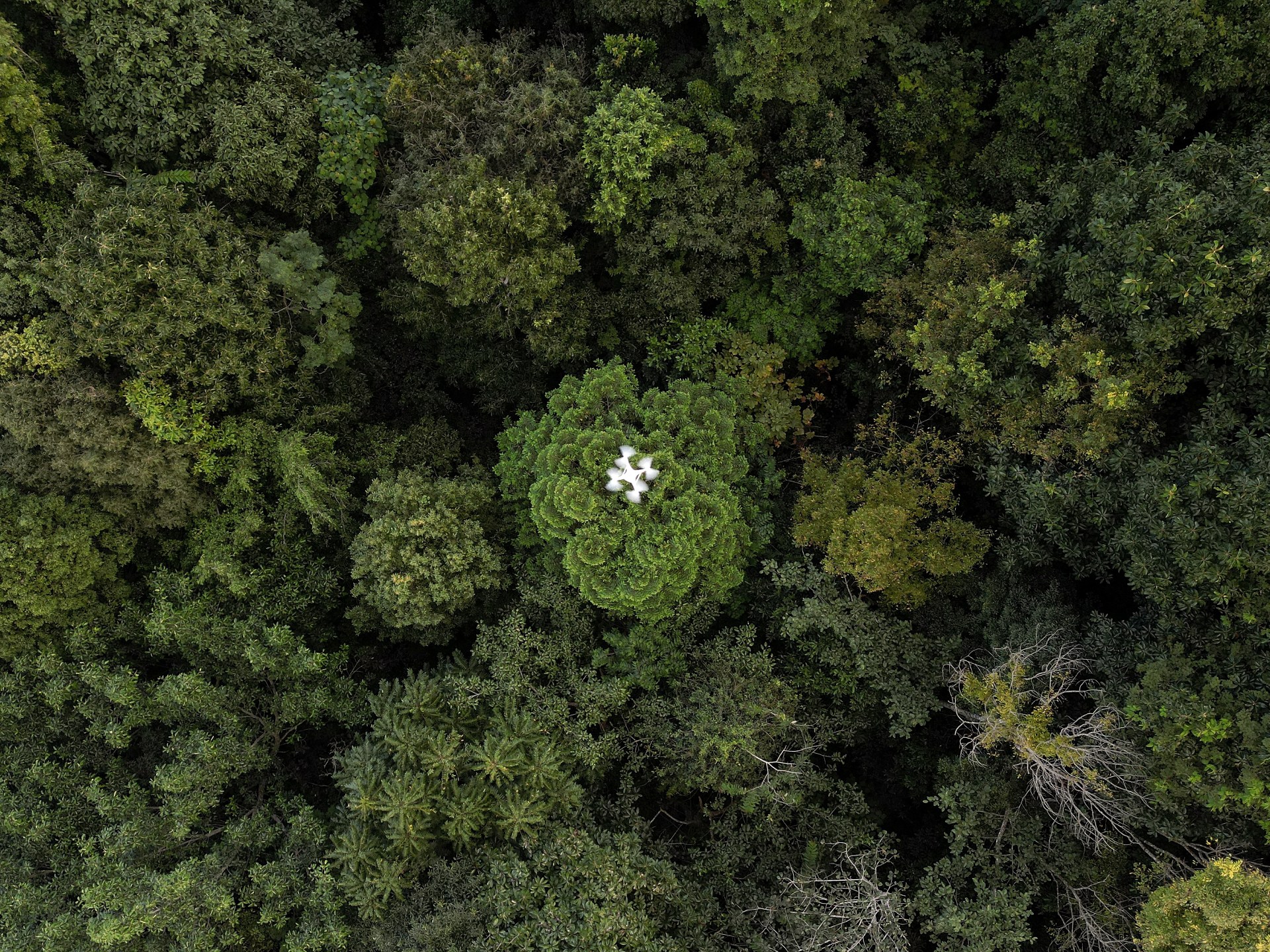 Drones assist fix the forest carbon capture riddle in Thailand