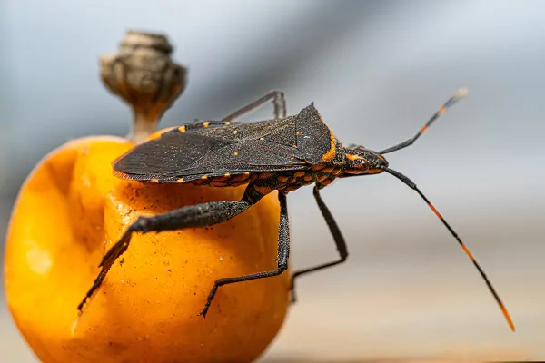 Doença de Chagas: SUS volta a oferecer dosage pediátrica de benznidazol