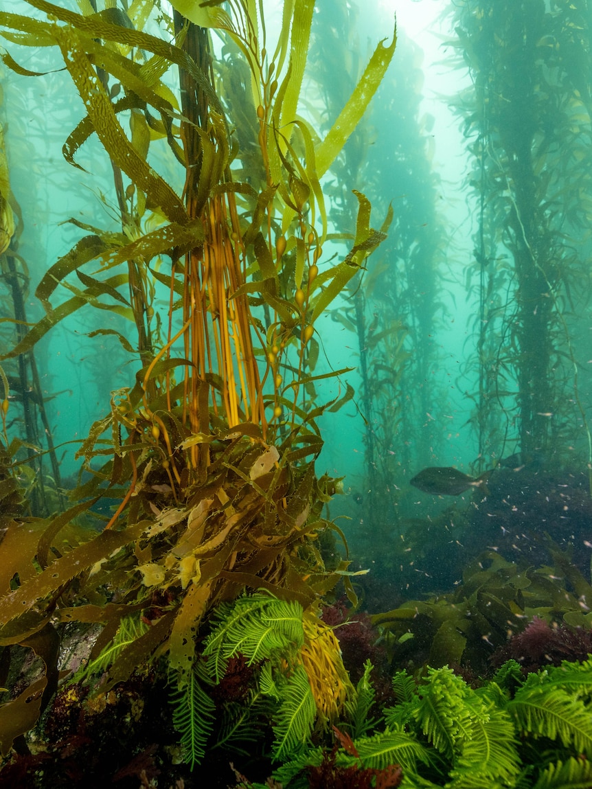 Marine heatwave risk to kelp forests, sea life along NSW coast this summertime